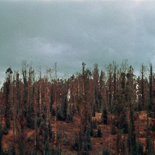 Floresta: Nicola Cruz with Stefanski // 30-06-20