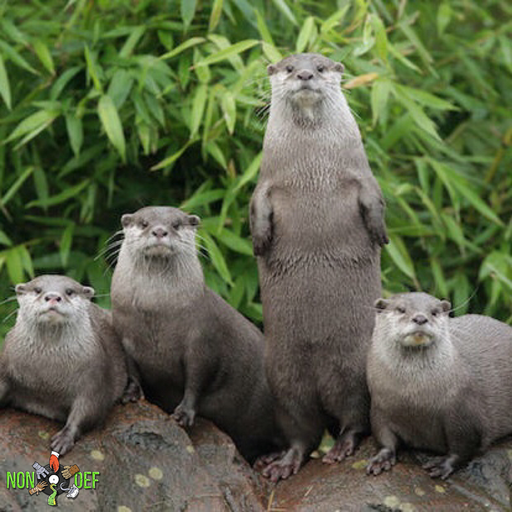 NonDef: Mildren & The Dicky Dam