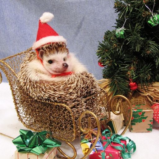 The DJ Hedgehog Christmas Special - 13th December 2019