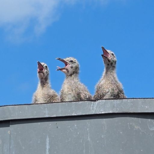 Hanlee - Jam On Top (27/06/24)