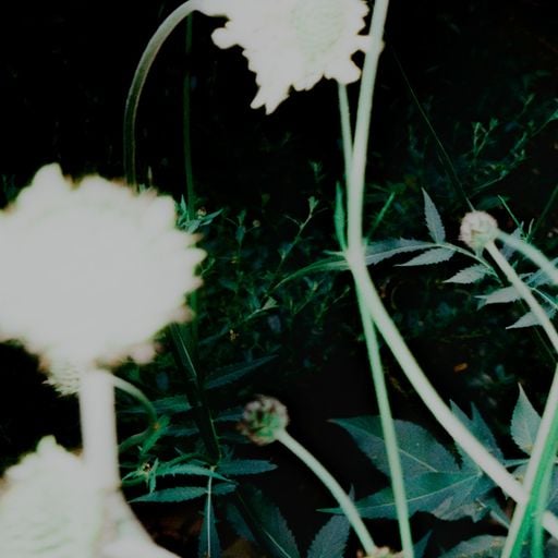 Imitation crab - Between Worlds - 17th October 2025