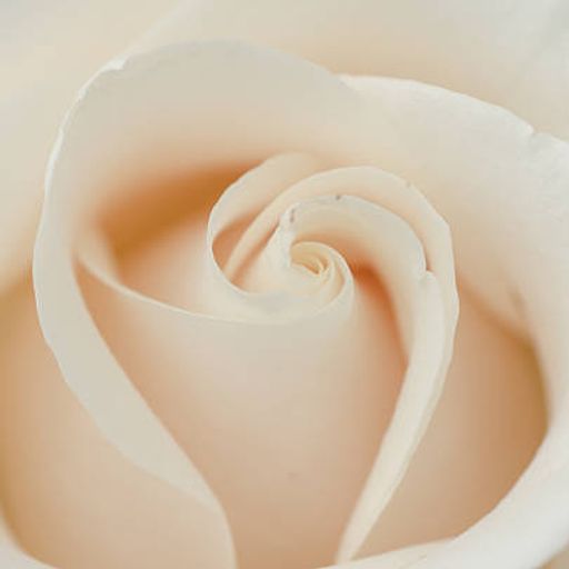 Damascus Rose (OrientalFusion)