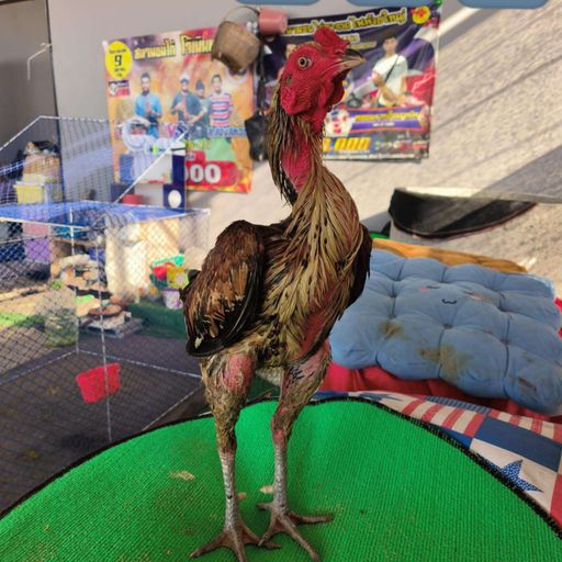 เมาแล้วซ่าส์สร่างแล้วเศร้า BY เด็กดื้อการไฟฟ้า168