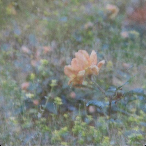 Forget your name (the flowers talk mix)