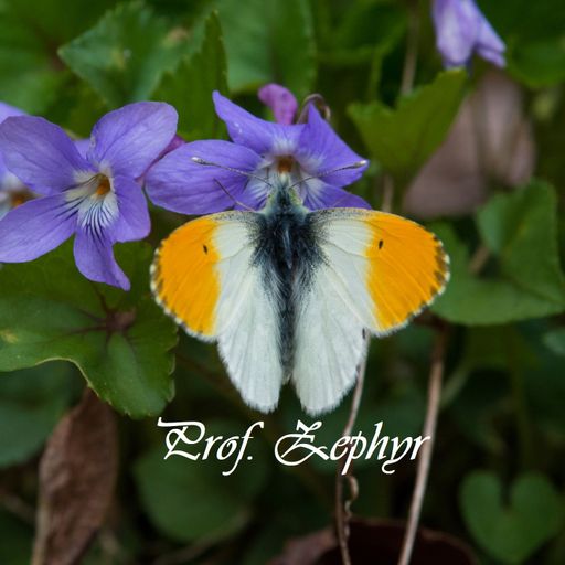 Zephyr's progressive Feb '21