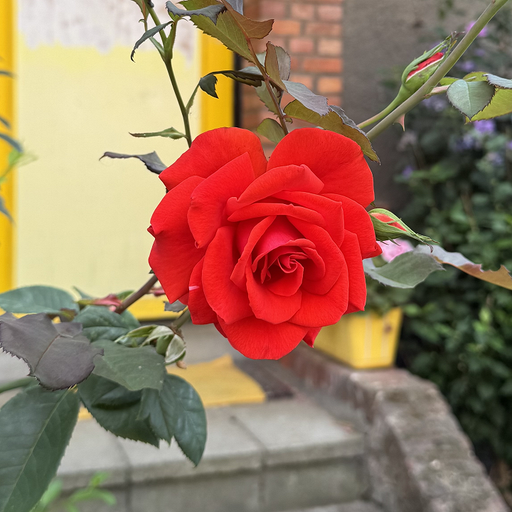 RADICAL EMPATHY W/ LAURA KRSMANOVIC - 27th December 2025