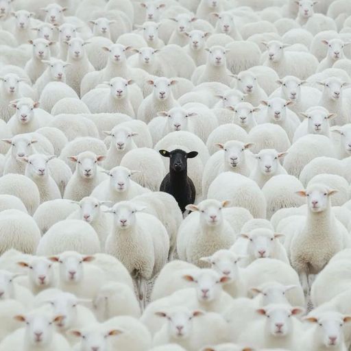 ** THE BLACK SHEEP ** Halloween 2024 ** Of The Records * CASA GAS STUDIO *