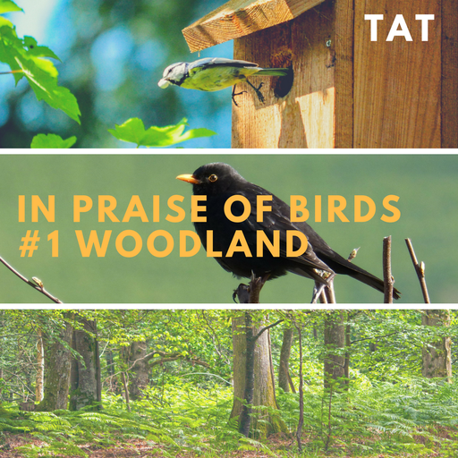 In Praise of Birds #1 - Woodland