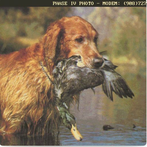 Whiplash presents: OrnithologicalStudies // contemporary - July 2022