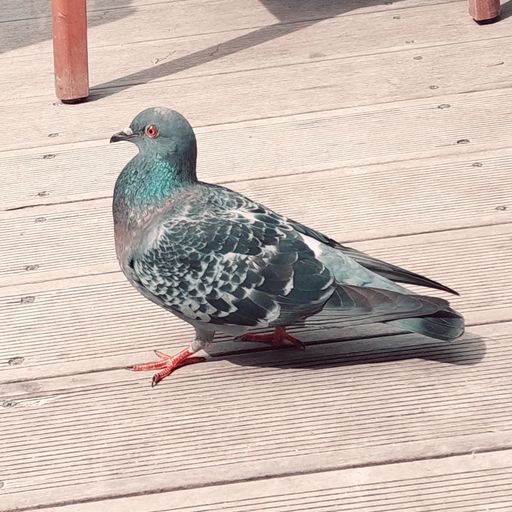 Pigeon at WAV | 12-06-25