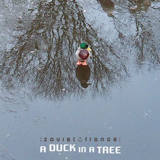 A Duck in a Tree 2026-06-13 | Wax Crystalline