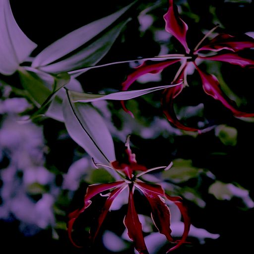 Amai - Fractal Listening - 7th February 2025