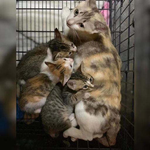 DJ'YE【Bryan Private Mix VVIP】《Ed Sheeran - Photograph X 辣台妹 VS 中國老總 X 於冬然 - 我的眼淚你的戰利品》Mixtape 2x22