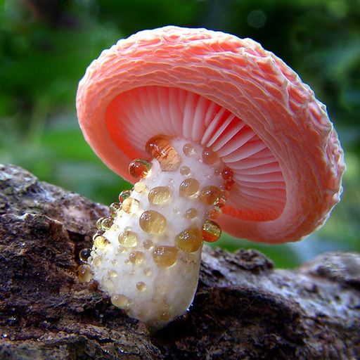 I'm a Fungi!