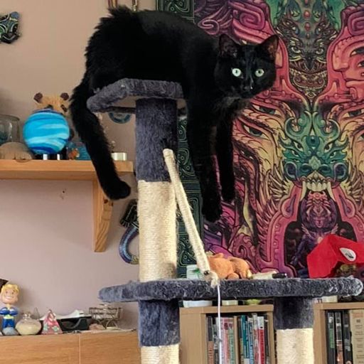 Spooky Season - Dark & Fluffy