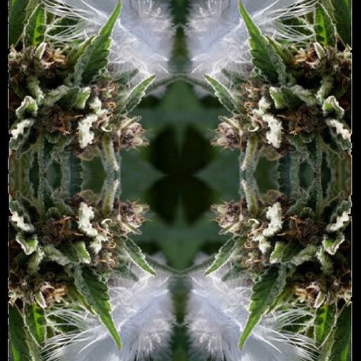 All Ganja Massive IV