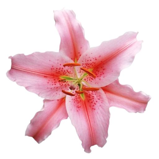 Volatile States Vol. 6