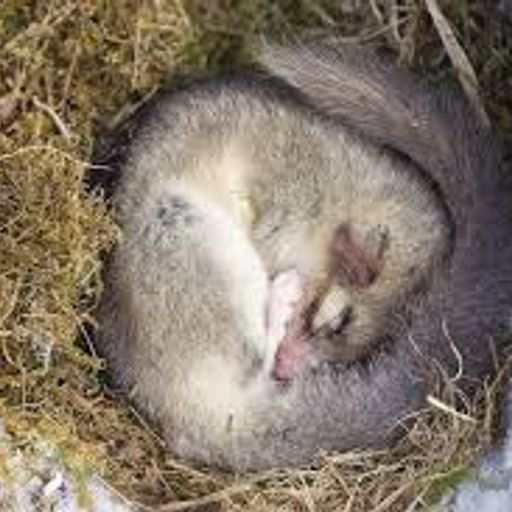 Midi Express 14_01_2025_ Campus Hibernatus