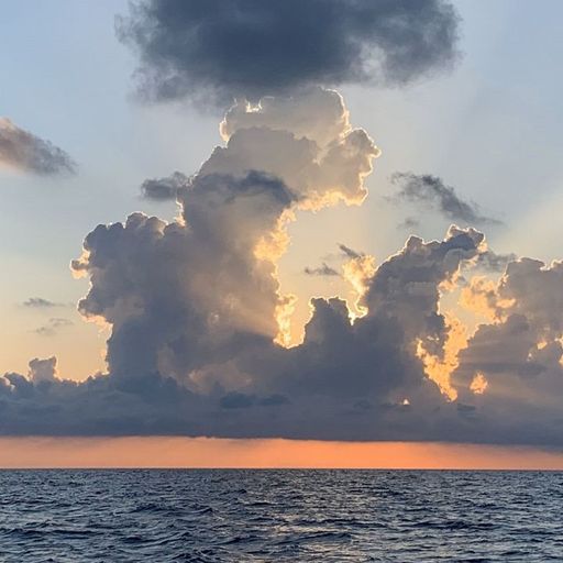 BETWEEN TREES AND OISEAUX W/ NUMA - 4th January 2026