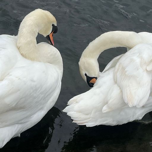 The Early Bird Show w/ Spirit Blue - 25th February 2026