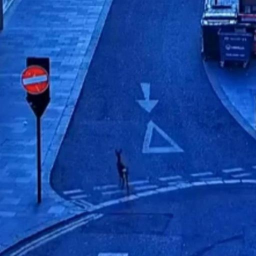 Tynetees w. Frederico Gonzales - November 2023