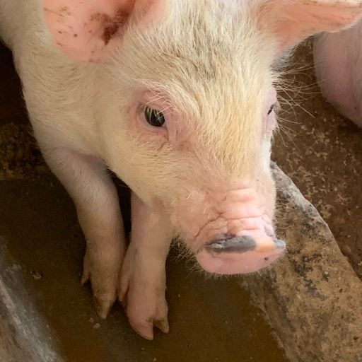 塞班●DJDJ给我一条K●大眠●冬眠●耿●NonStop Just For 金顺满 BY DJ_SKY Remix 2o2o Vol.2