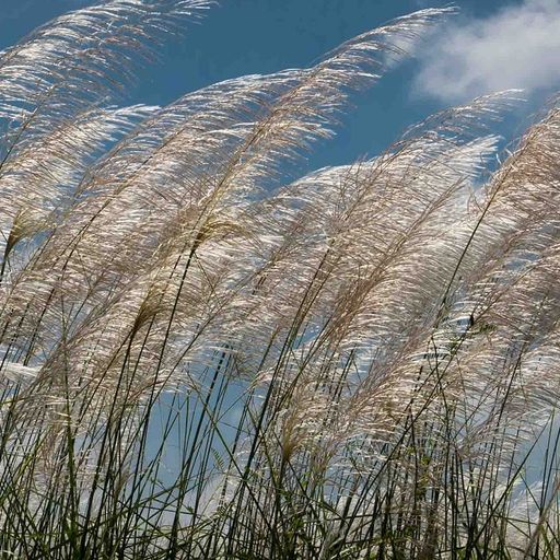 Gentle breeze from the heart