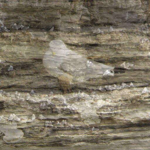 walkplacedistancetime #9 - Kittiwake Triptych No. 2: Cullernose - 5th November 2022