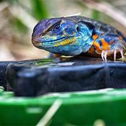 The Gambler (FunkyLounge)