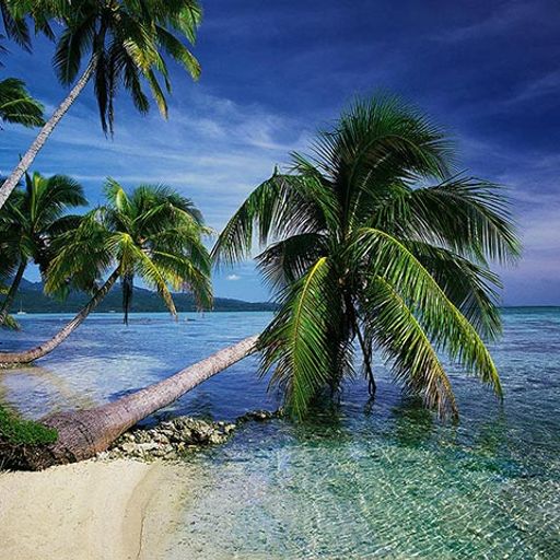 THIS IS TROPICAL 2010