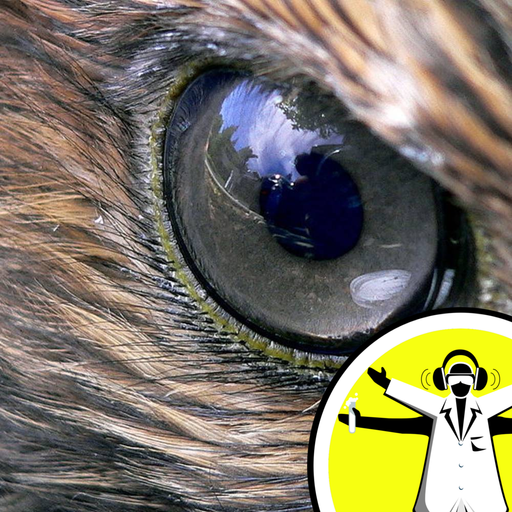 Here's Looking at You - the Science of Vision