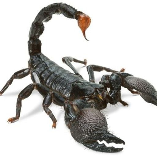 MixTape_EXX_by_FDS_09_02_2026