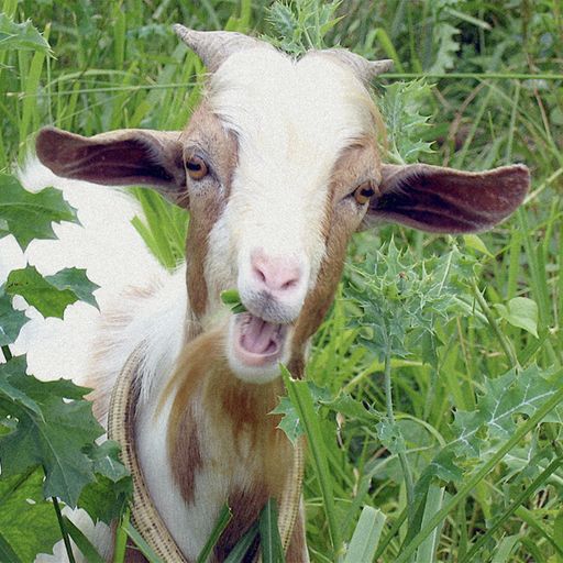 Sly (Chinese Man) - The Goat