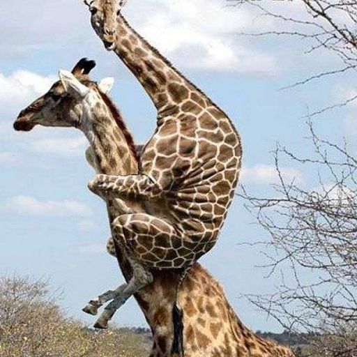 מורידם את הרף 16 - ירון חכם ויובל יוספסון - 12.8.18