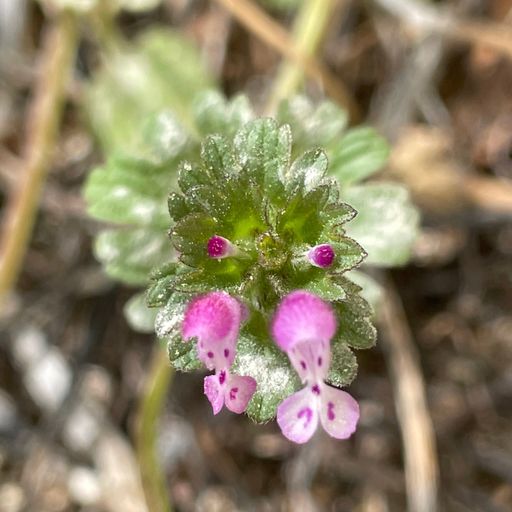 Volatile_states_vol_4