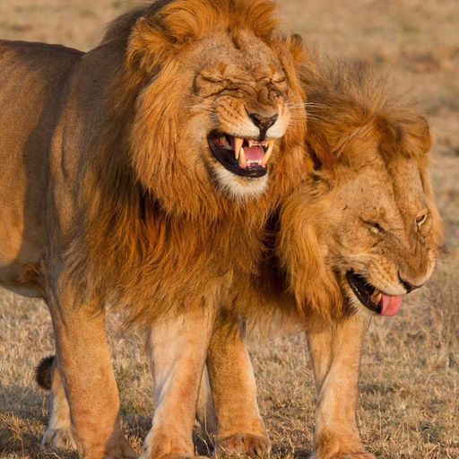 Kruder & Dorfmeister // 24-07-21