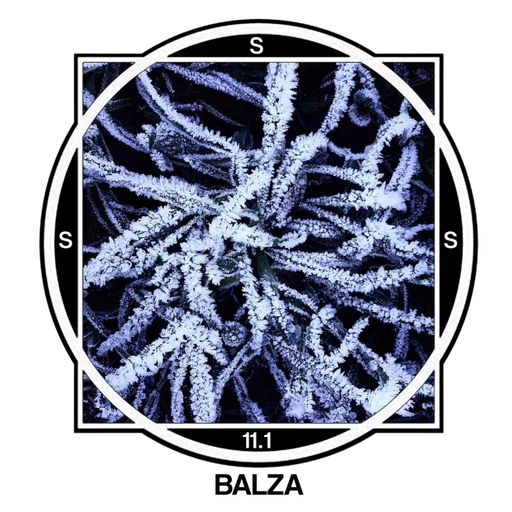 SSS #11.1 BALZA