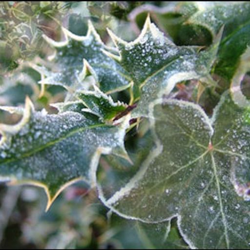 Solipsistic Nation No. 17: Saturnalia