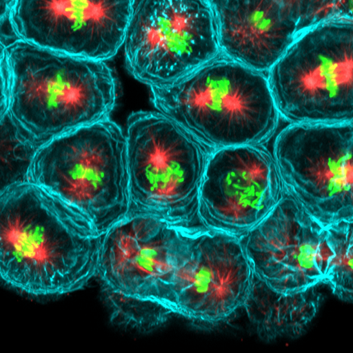 Circle Packing w/ Occo - 17th June 2025