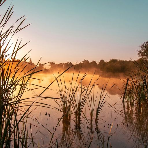 Naviar Broadcast #353 - Amongst the Rushes - 29th January 2025