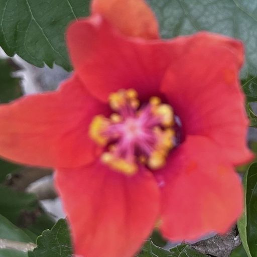 SOPHIA ZHURAVKOVA w/ Jefre Cantu-Ledesma - 30th November 2025