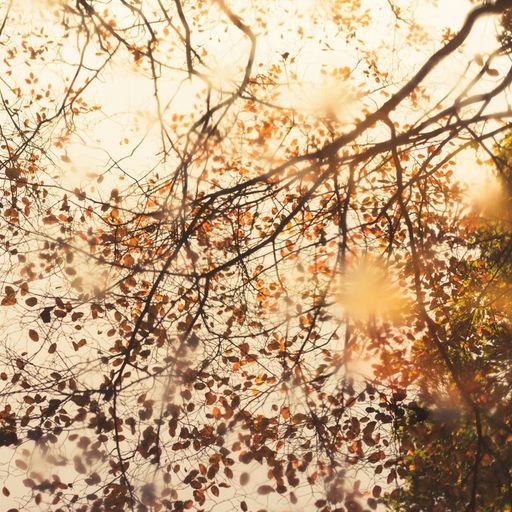 Naviar Broadcast #343 - Autumn Wind... - 30th October 2024