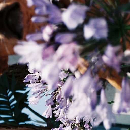 Como La Flor w/ Jazmin - PURO SENTIMENTAL - 9th March 2026