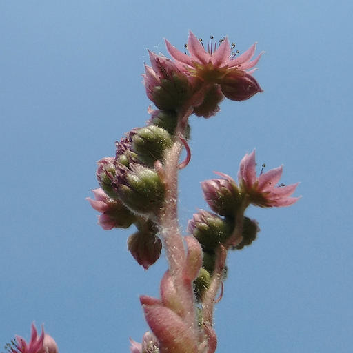 Ambient Flo with James Holden // 09-07-21