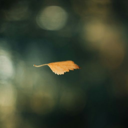 Naviar Broadcast #398 - One Leaf Falls - 11 February 2026