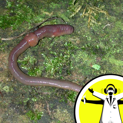 What do worms do in the rain?