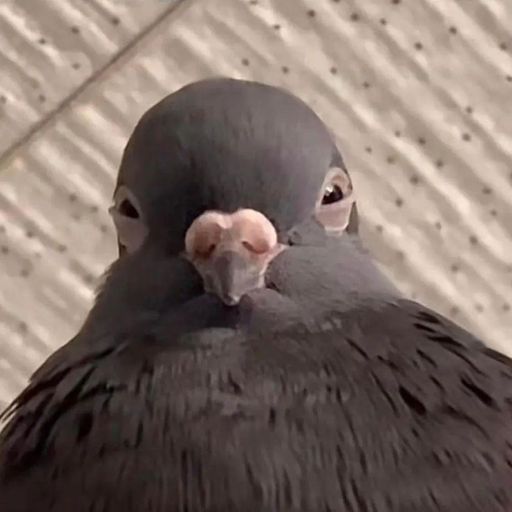 Tynetees w. Frederico Gonzales - April 2023