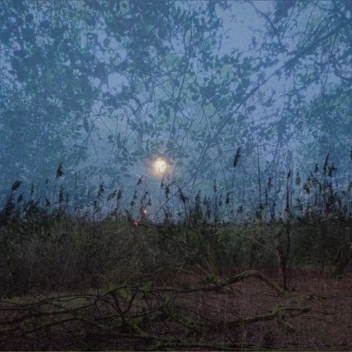 Littoral Transmissions #52 - Forest River Storm Marsh - 24th January 2024