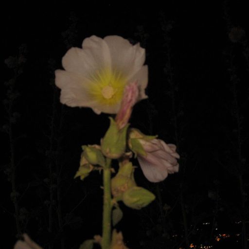 An1ma w/ Molinaro - 1st December 2025