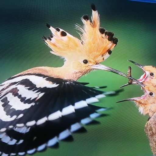 DREADheadz DUB & Reggae & freedom sounds 25 FOOL vom 5.11.2024